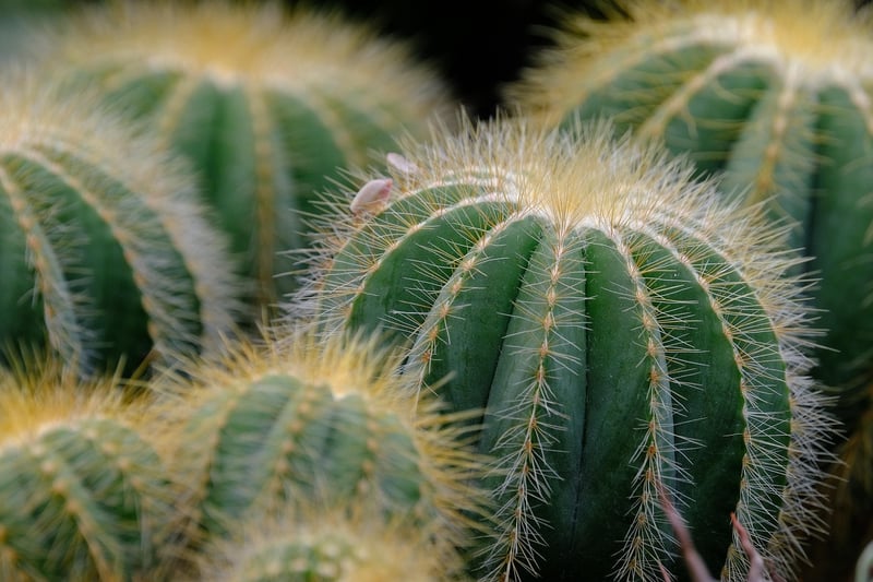 Succulent Close-Up